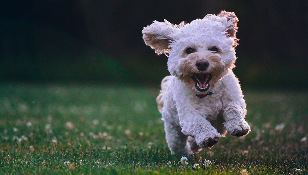 dog running through field