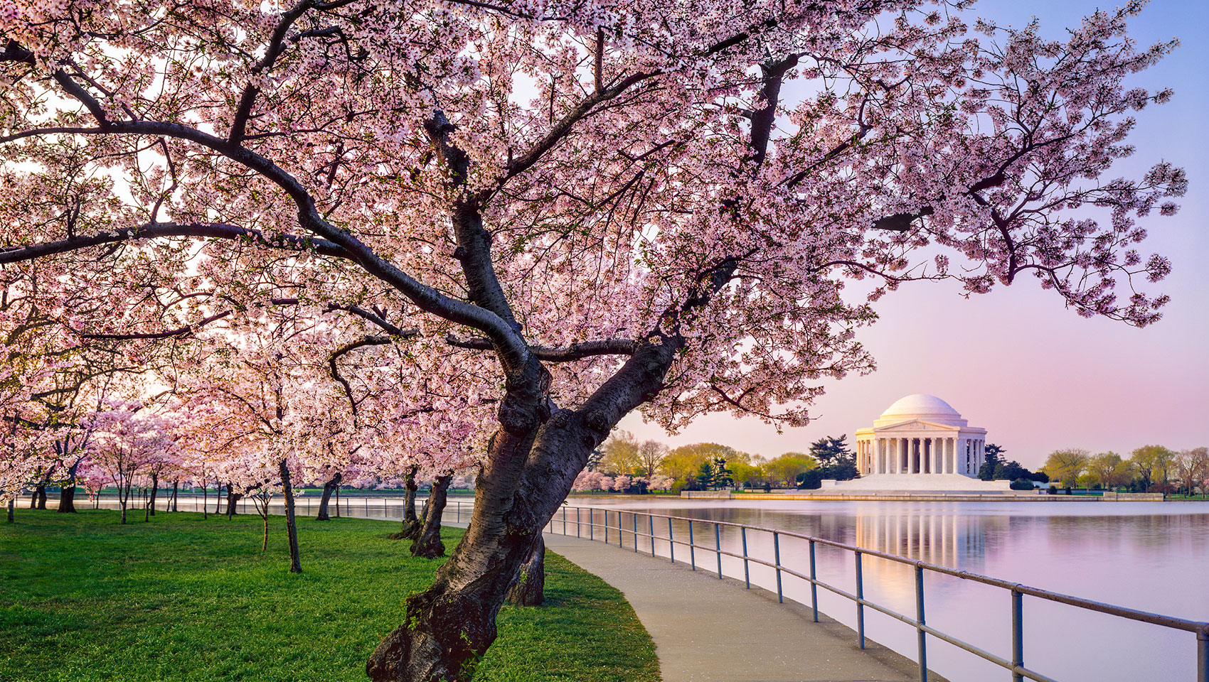 cherry blossoms in washington DC