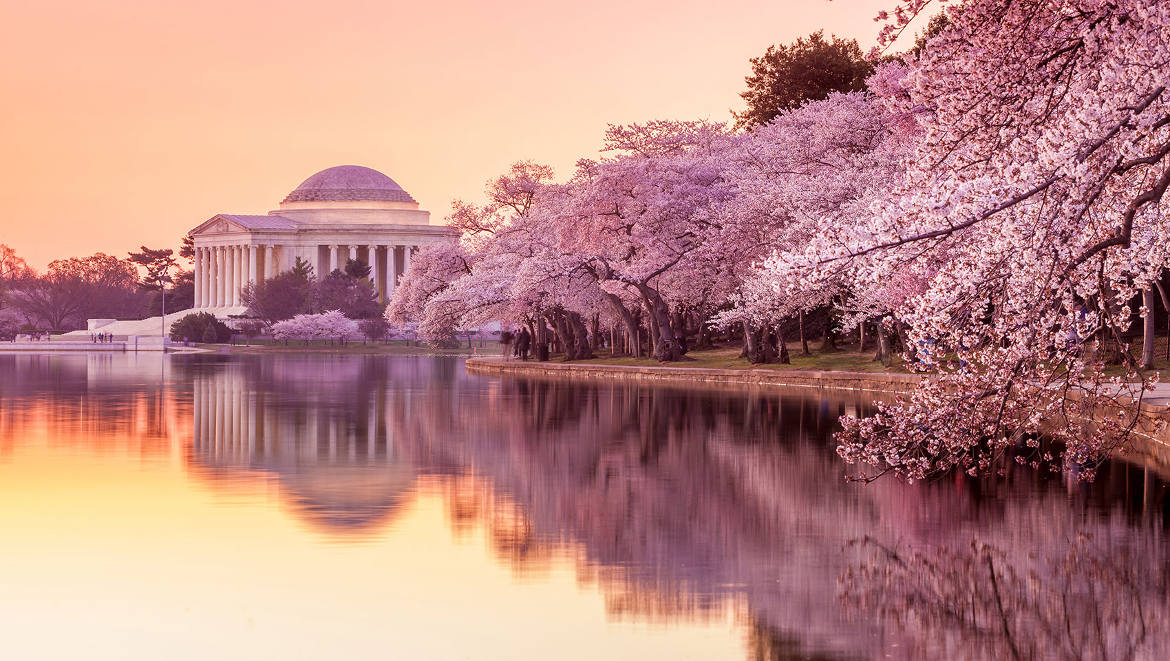 Jefferson memorial and cherry blossoms