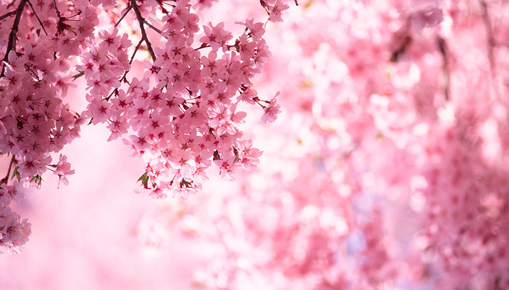 cherry blossoms