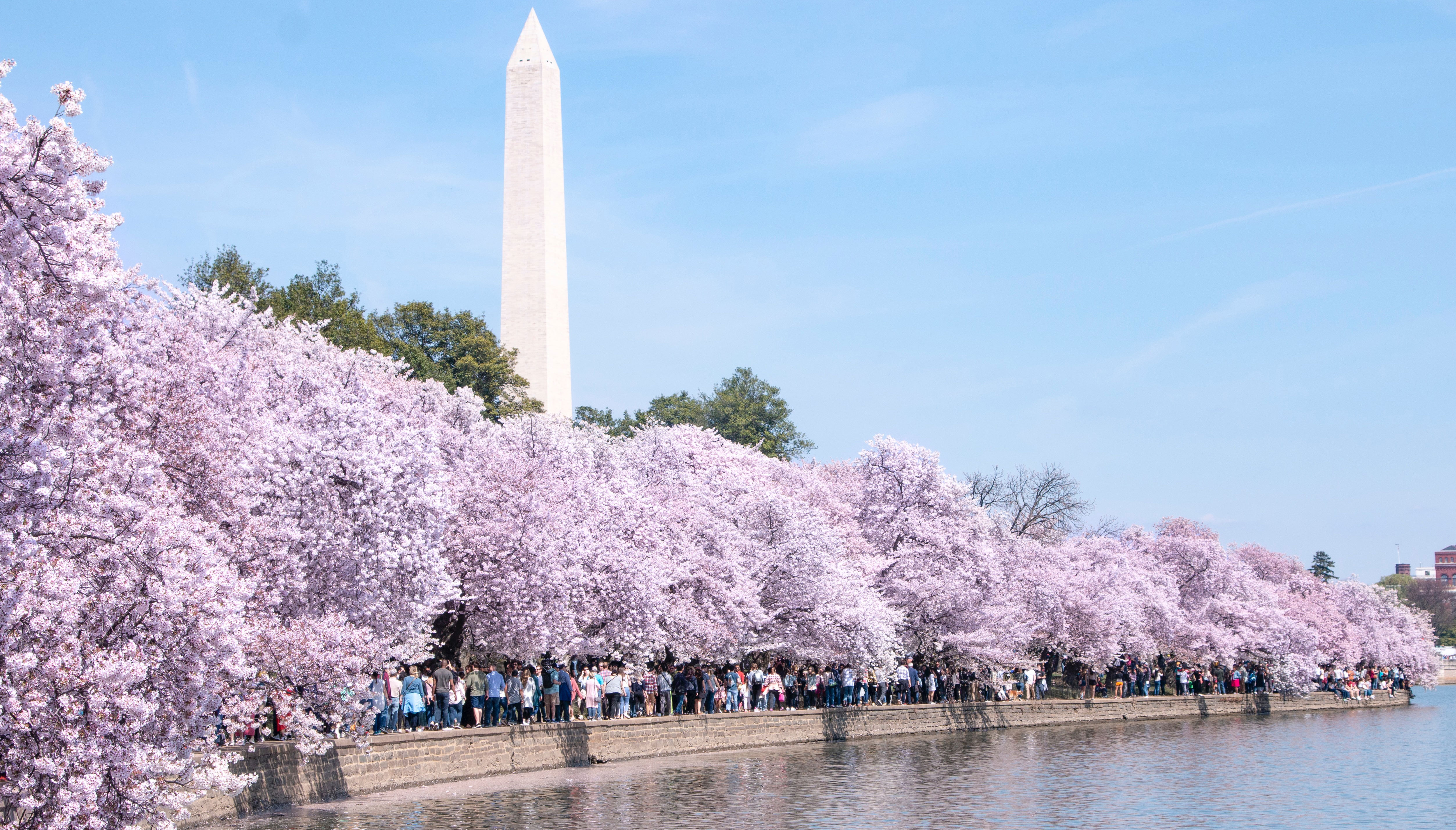 cherry blossoms