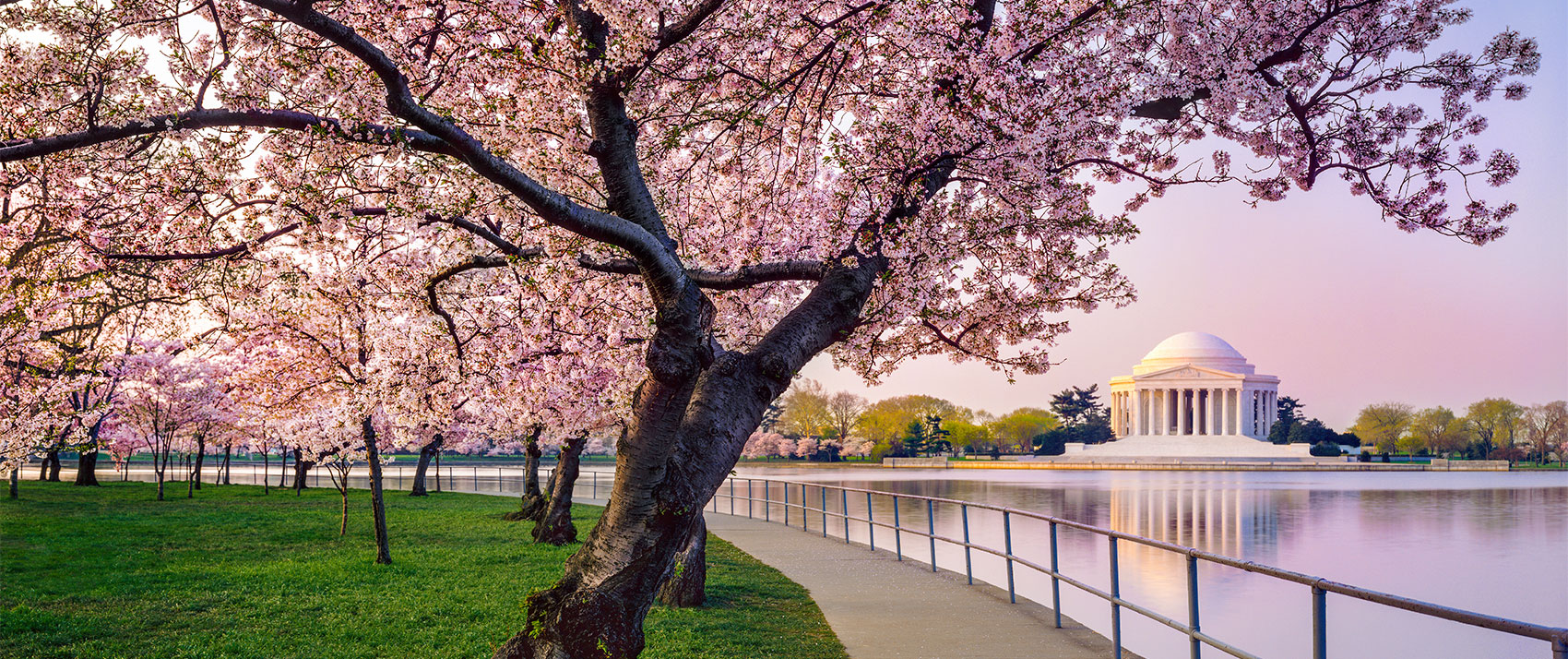cherry blossoms jefferson memorial