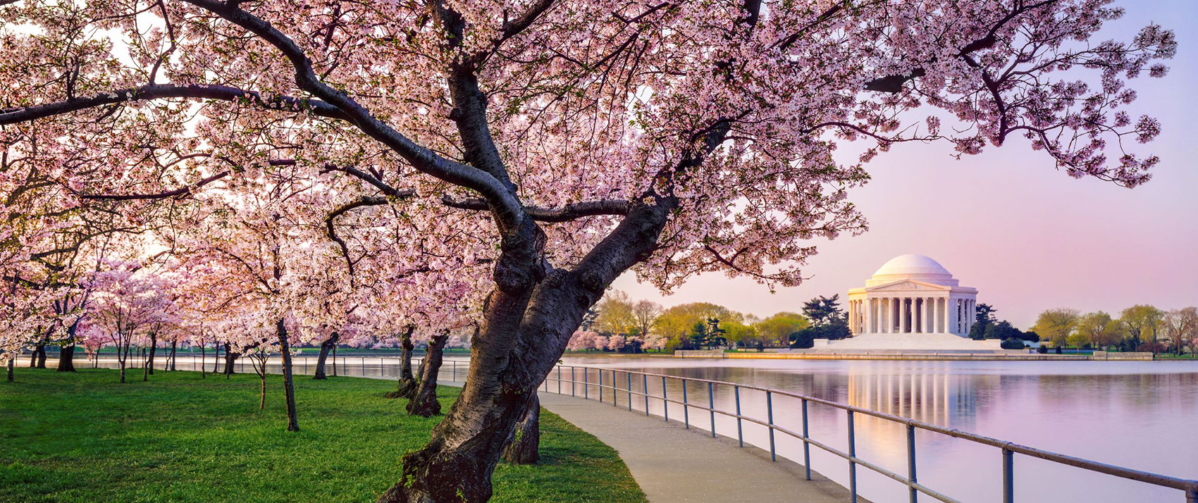 Lincoln memorial and cherry blossoms