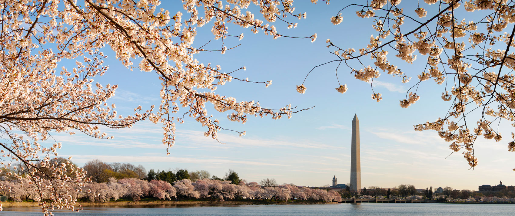 cherry blossoms in washington dc